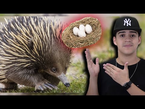 Vídeo: As equidnas põem ovos?