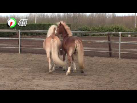 Video: Alternatieve Holistische Benaderingen Van Diergeneeskunde En Behandelingen Voor Paarden En Grote Dieren