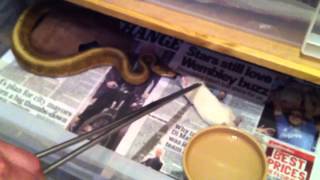 Male Spinner ball (royal) python strike feeding Wealth