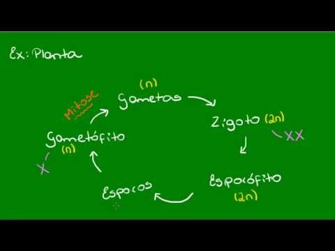 Vídeo: Qual é o propósito da alternância de gerações nas plantas?