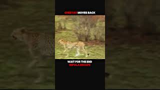 A Lucky Escape in the Wild #lion #wildlife #tiger