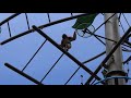 旭山動物園 。高さ14mの鉄塔上での身軽な動き。うんてい怖くないのかな？　テナガザル。
