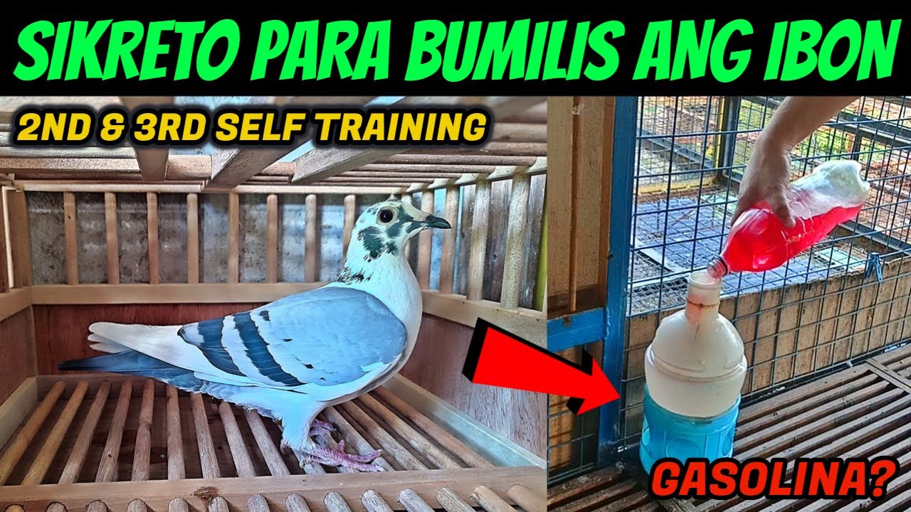 DISKARTE PARA BUMILIS ANG IBON? SUNOD SUNOD NA TRAINING..