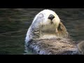 ラッコの明日花 お顔の毛繕い 接近してくるラッキー@須磨海浜水族園 2021/2/22 #seaotter #スマスイ