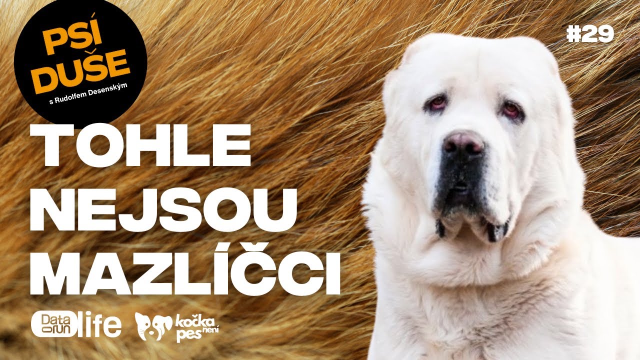 Tohle nejsou mazlíčci! Psi z Rudolfova azylu vás otestují až na dřeň | Psí duše #29