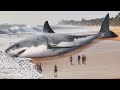 Comment le grand requin blanc a-t-il fait disparaître le mégalodon ?