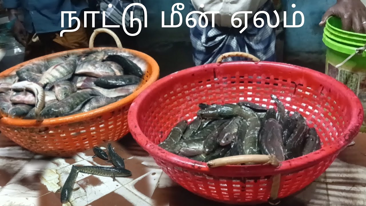 நாட்டு மீன்🐟 ஏலம். அதிராம்பட்டினம்🐟#subscribe #fishing |fishkannan|
