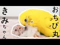 セキセイインコ9歳 きみちゃんと キンカチョウ 生後17日 おちび丸 A 9-year-old budgerigar and a 17-day-old zebra finch chick