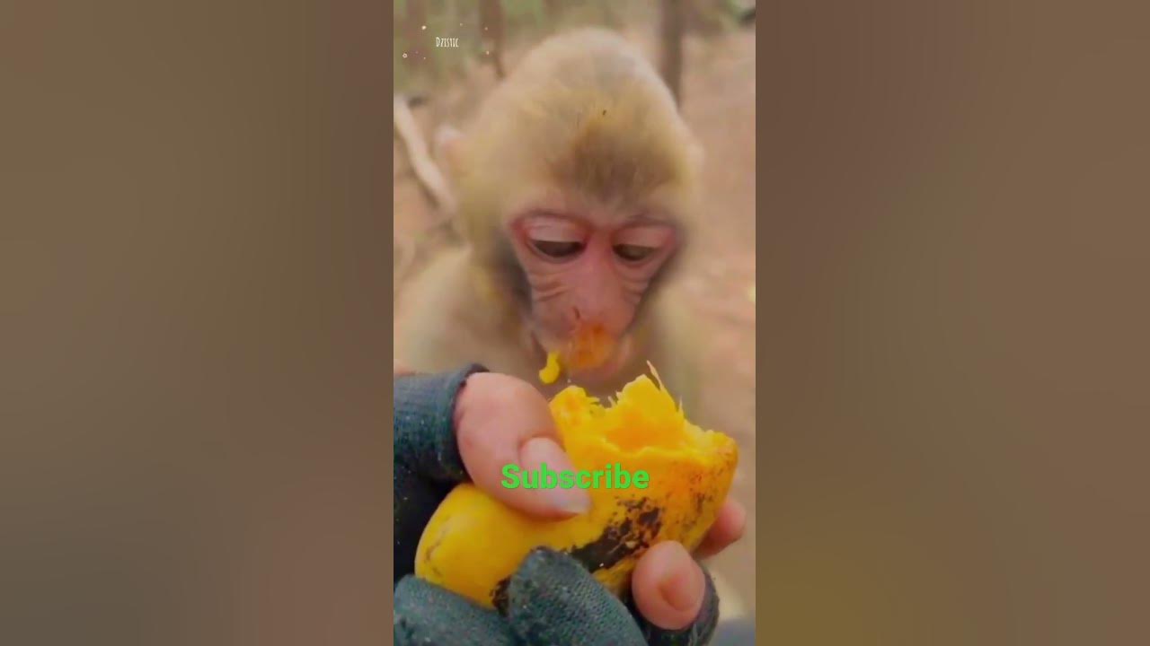 Monkey Dekho Kaise Aam Khata Hai YouTube monkey-dekho-kaise-aam-khata-hai-youtube