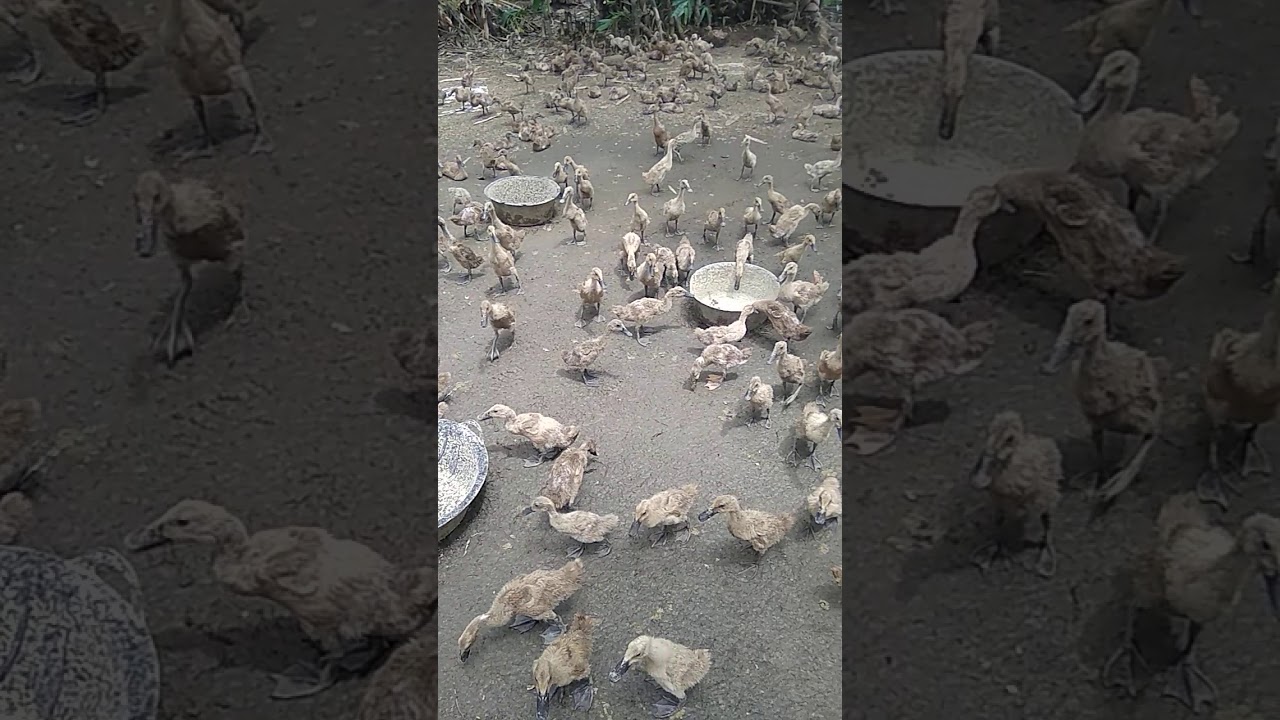 Cara ternak bebek yg benar 