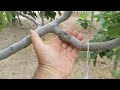#инжир #figs #exotictrees Прогресс роста прививок инжира
