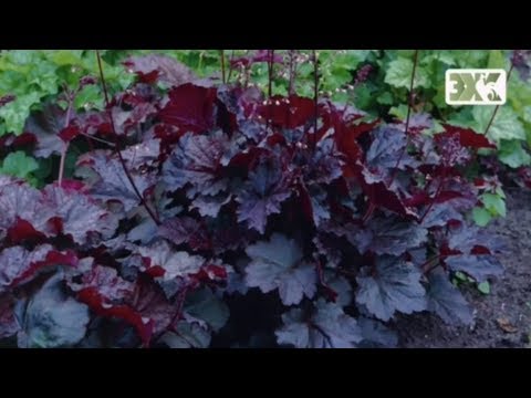 Бейне: Heuchera цилиндр тәрізді