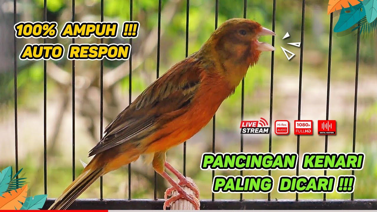 Kenari GACOR NGEREK‼️ Masteran Kenari PAUD dan Pancingan Kenari MACET BUNYI dan Betina NGIWIR - 195