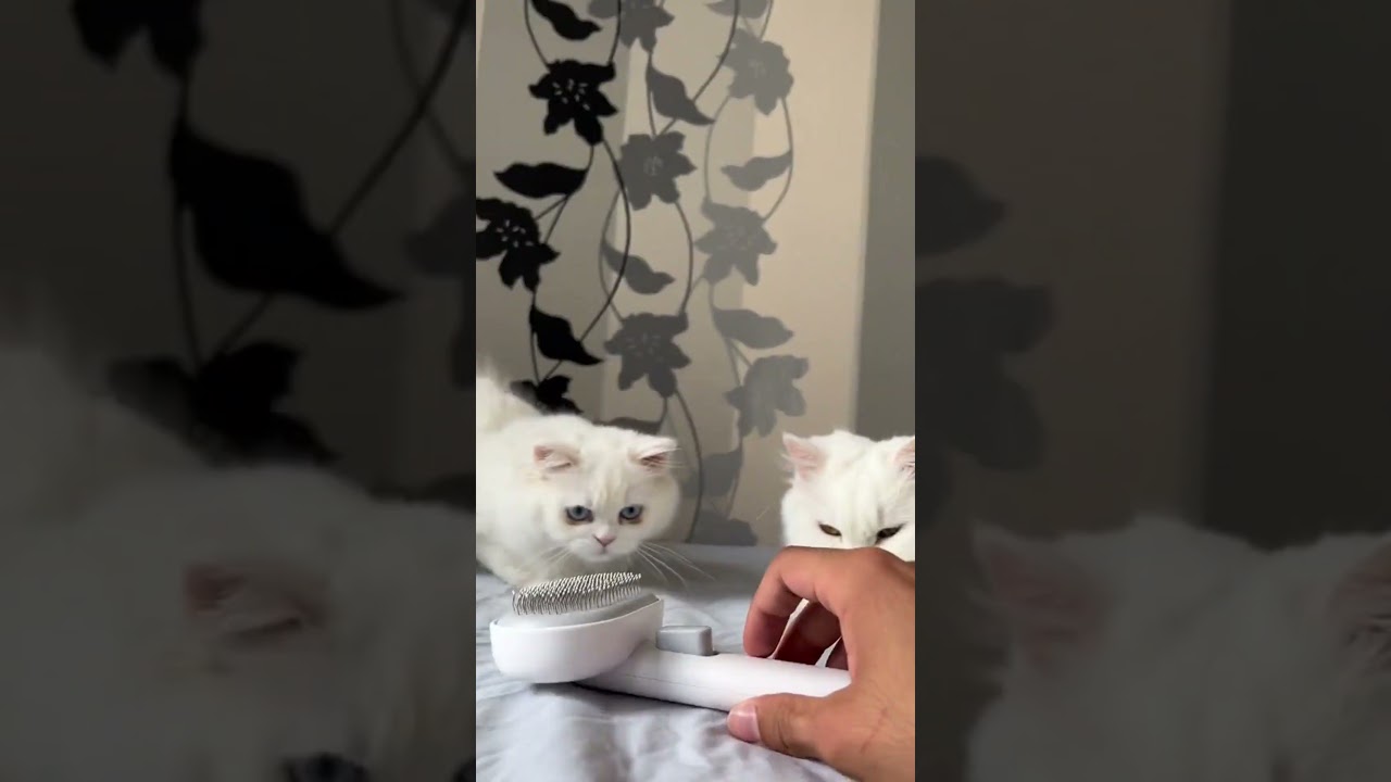 White cats all have shiny fur, no need to shedding?