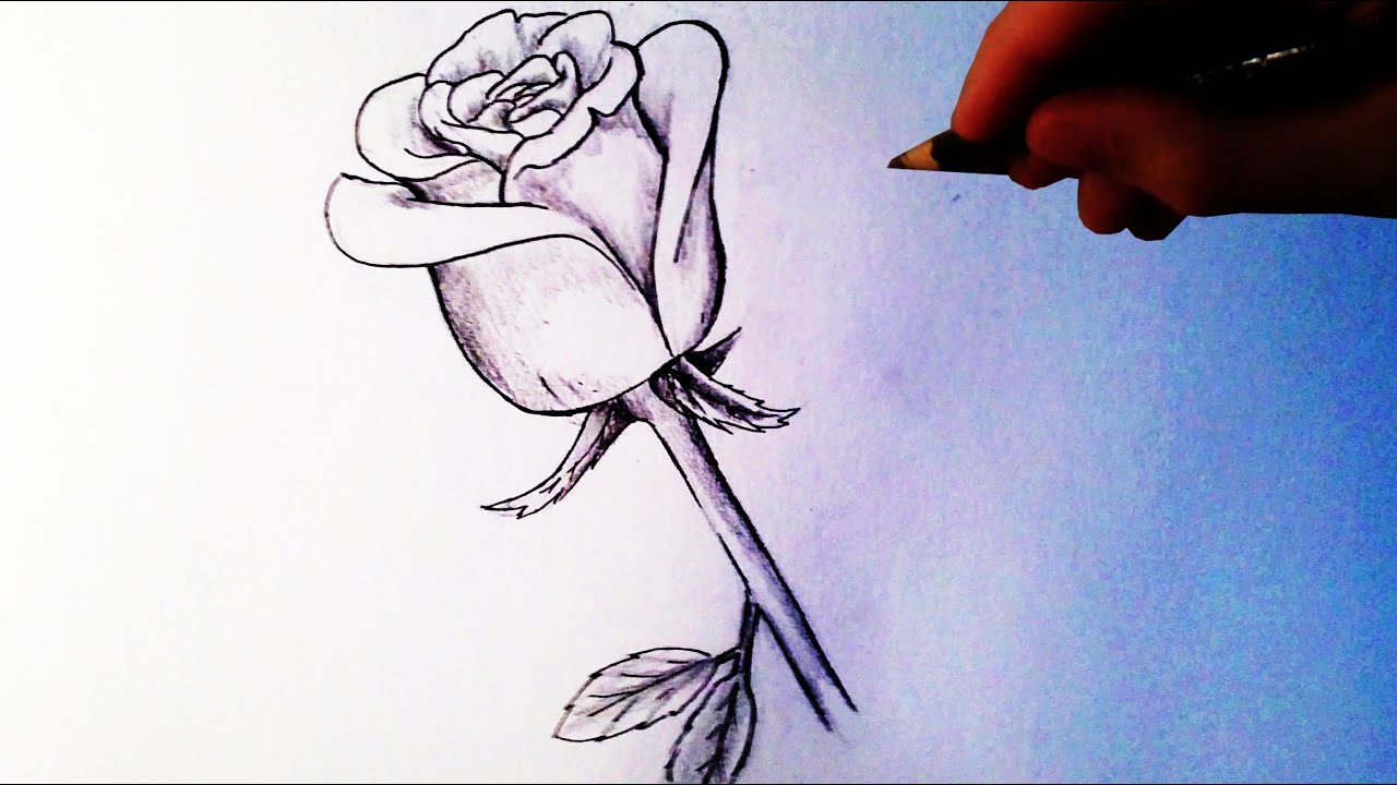 Rose Drawing