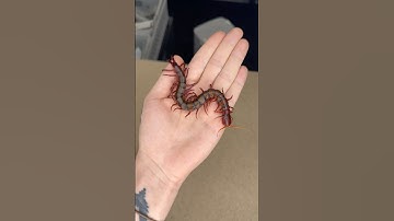 Invertebrate Eggs Part 1