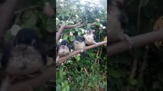 Download Lagu Perkembangan anakan rambatan doraemon #shortsviral #birds #lolohan #anakanburung MP3