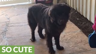 Little girl kisses dog goodbye before school