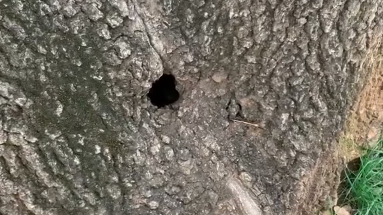 ES KING JULIO WARZONE TIME