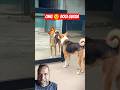 Oh Brother Look At The Dog Short Dog Mirorprank Shortvideo Viralshortsvideo Dogiprank