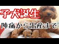 【犬出産動画】トイプードル子犬4匹誕生‼徹夜で自宅出産/陣痛から出産まで記録と性別発表♪
