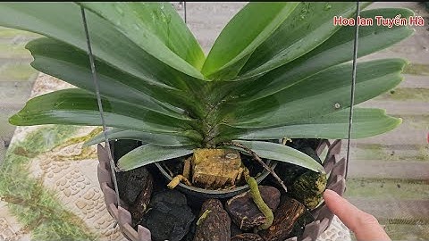 Làm hoa cho lan ngọc điểm chuẩn tết. Making flowers for the jade orchid to mark the Tet holiday.