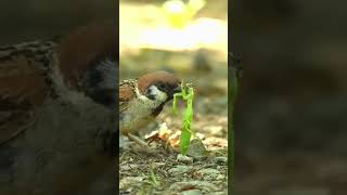 ⁣Богомол против Воробья #птицы #природа #насекомые  #birds  #nature #bird #finch #goldfinch #животные