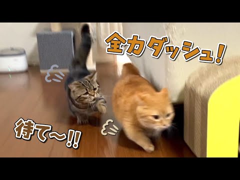 部屋が広くなって思いっきり追いかけっこを楽しむ猫たちが可愛い！