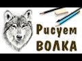 КАК НАРИСОВАТЬ ВОЛКА. How to draw a wolf