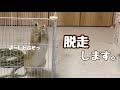 【脱走します】うさぎさんの脱走劇#79