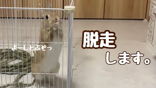 【脱走します】うさぎさんの脱走劇#79