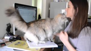 STUDYING WITH CATS