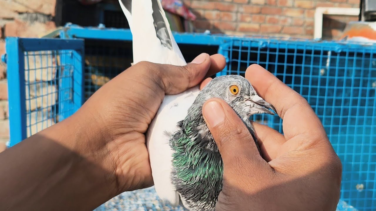 Original bloodline ke jode for sale matr 2000joda 9350051975