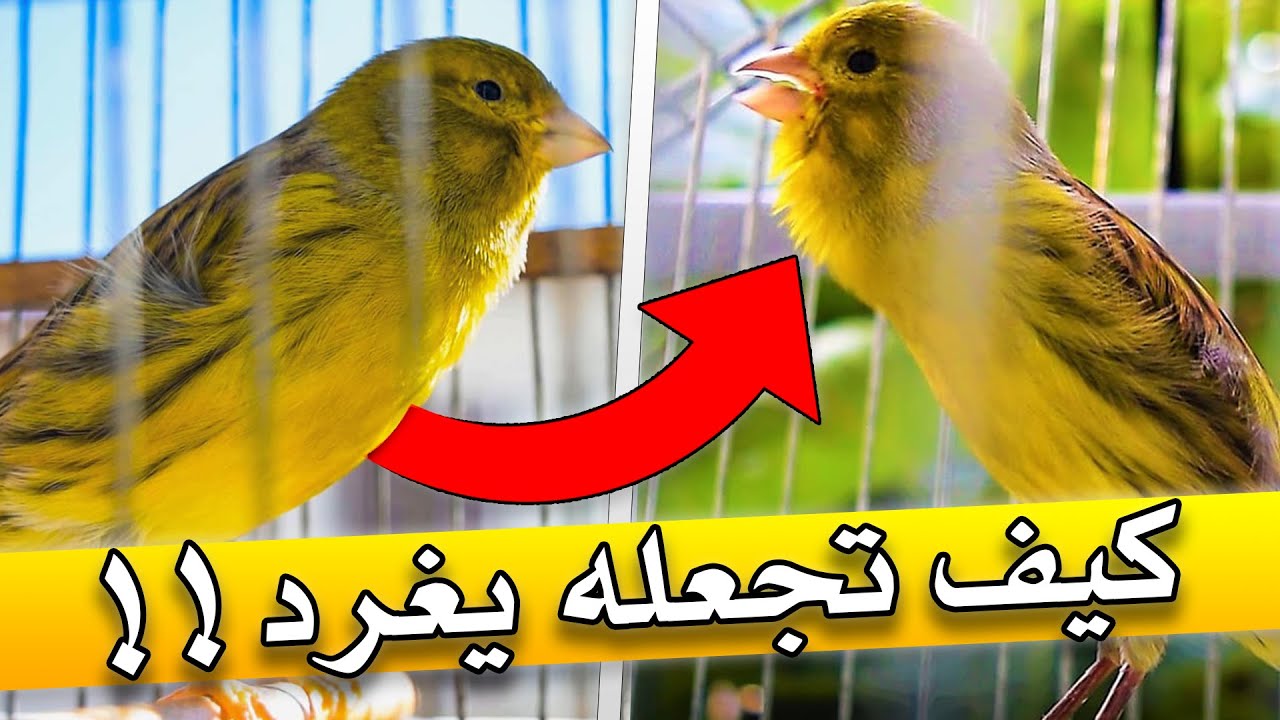 أسرار تحفيز الكناري على التغريد 🐦🎶  | الحل النهائي!