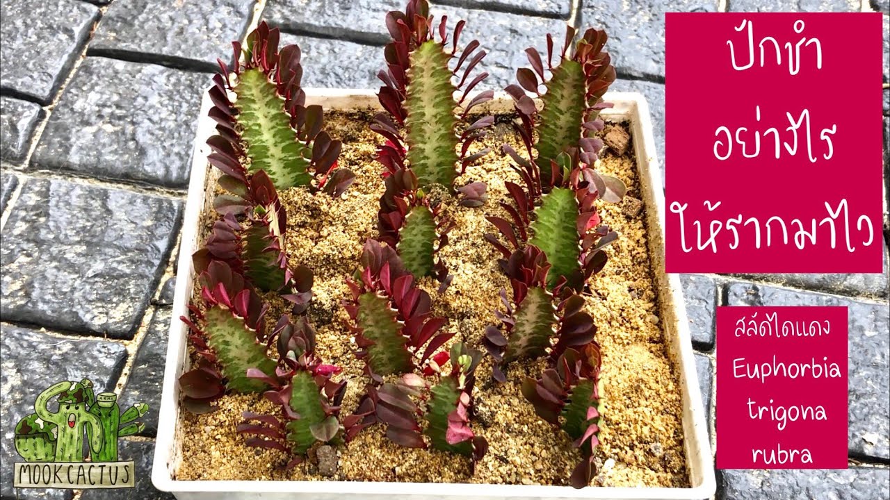 วิธีปักชำ สลัดไดแดง Euphorbia trigona rubra ให้รากงอกเร็ว ต้นแข็งแรง | MookCactus