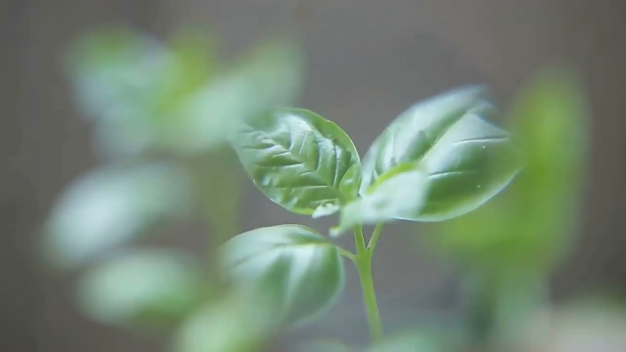 21 min Awareness Meditation Music Relax Mind Body: Chakra Cleansing and Balancing | Lyrica Tune