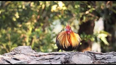Vẻ đẹp gà rừng tự nhiên#garung #xuhuong #nature