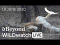 WILDwatch Live | 18 June, 2020 | Afternoon Safari | South Africa