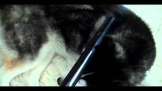 Siberian Husky Maintenance Tip  Reducing Hair Clean Up