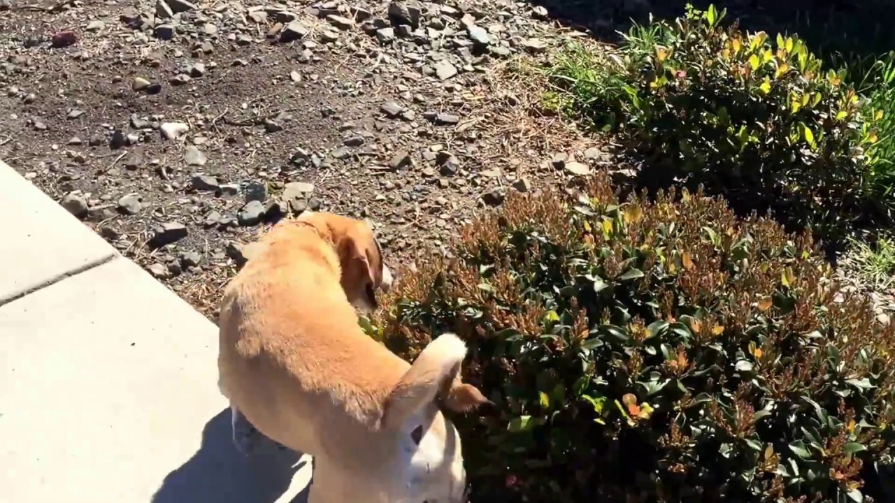 camera iphone 8 plus apk VLCD Day 5...checkin' in and walkin' the dogs!