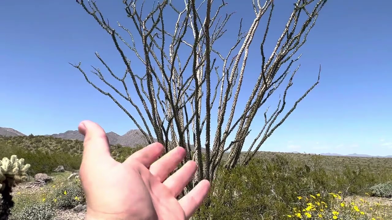AZ Plant Reviews: Ocotillo (Fouqueiria splendens)