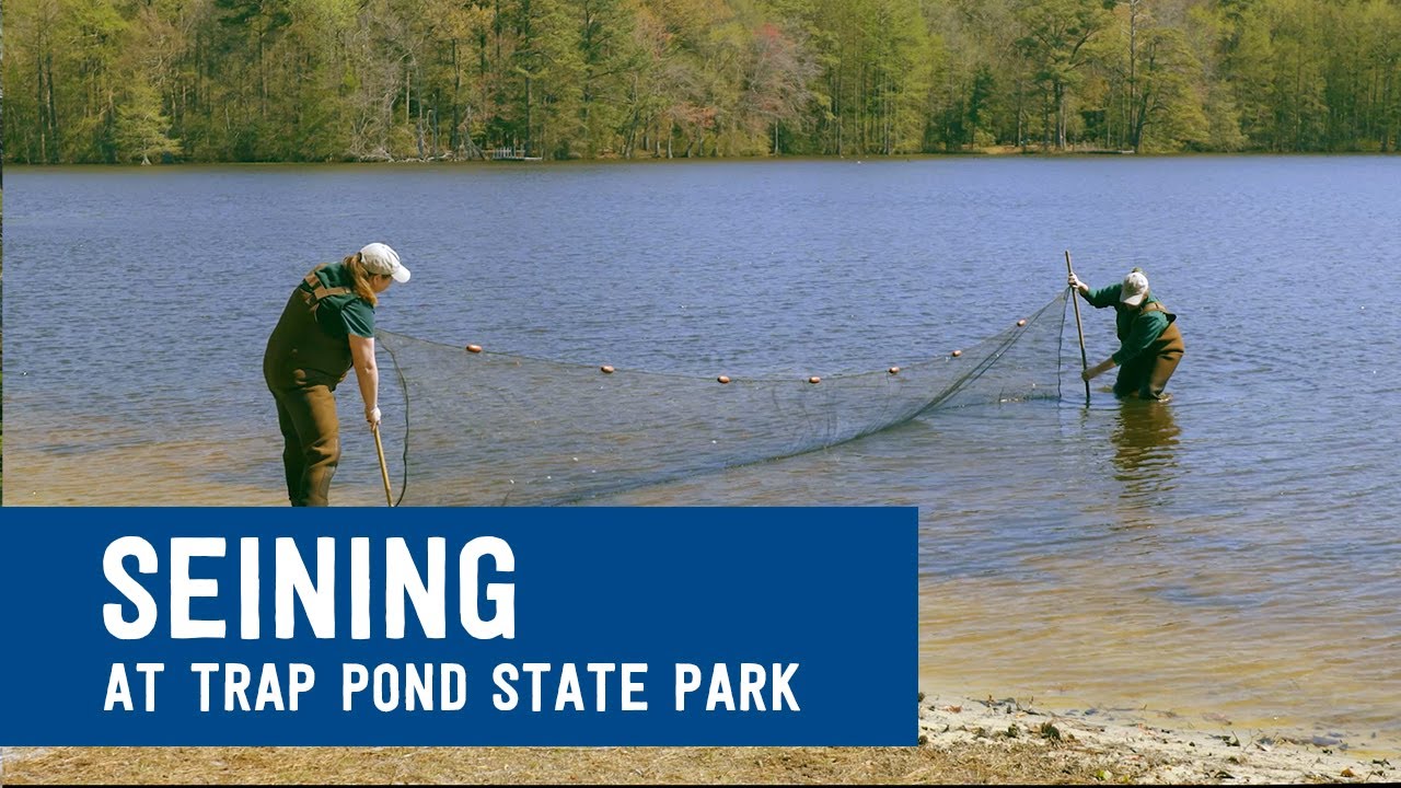 Trap Pond State Park - Trap Pond Weekly Fly-Fishing Posts Why Fly