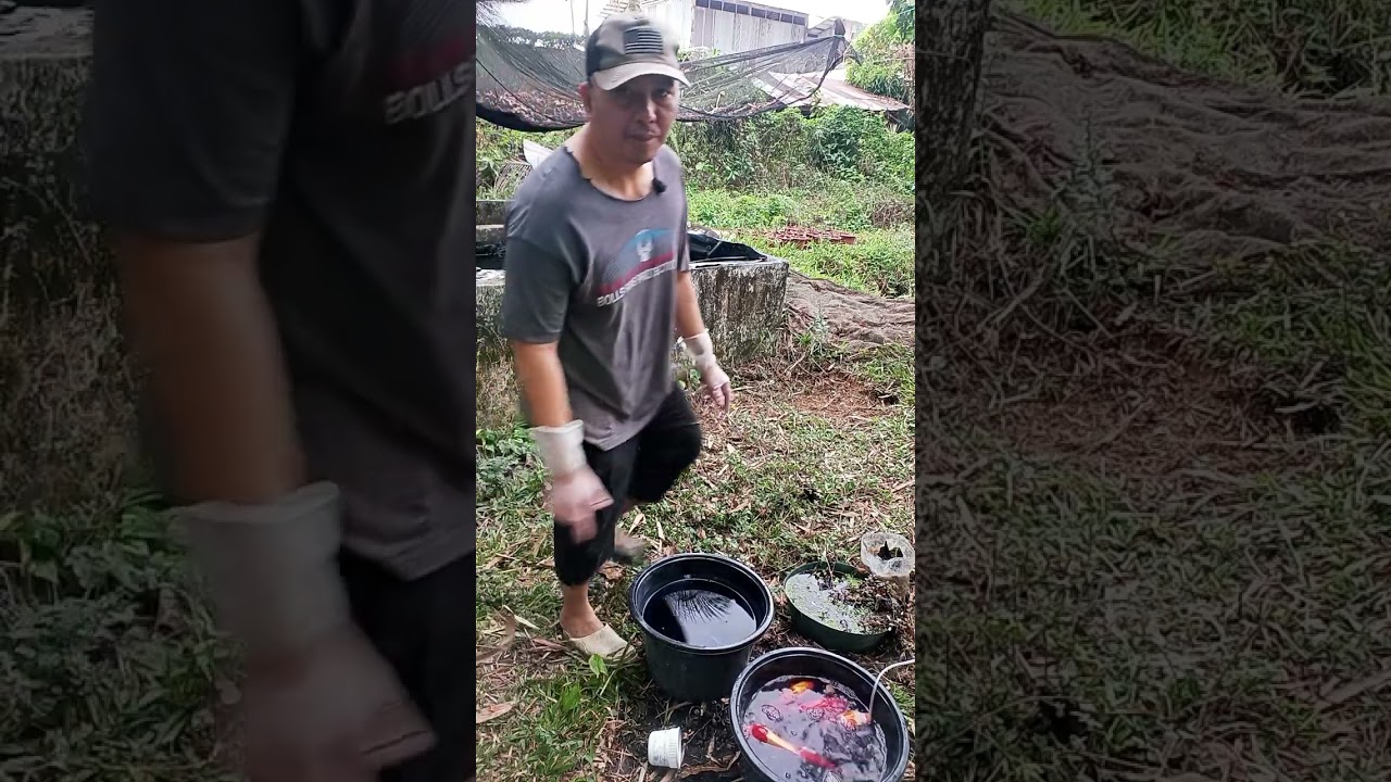 Cure Sick Koi Fast! How to Do a PP Dip Bath Safely