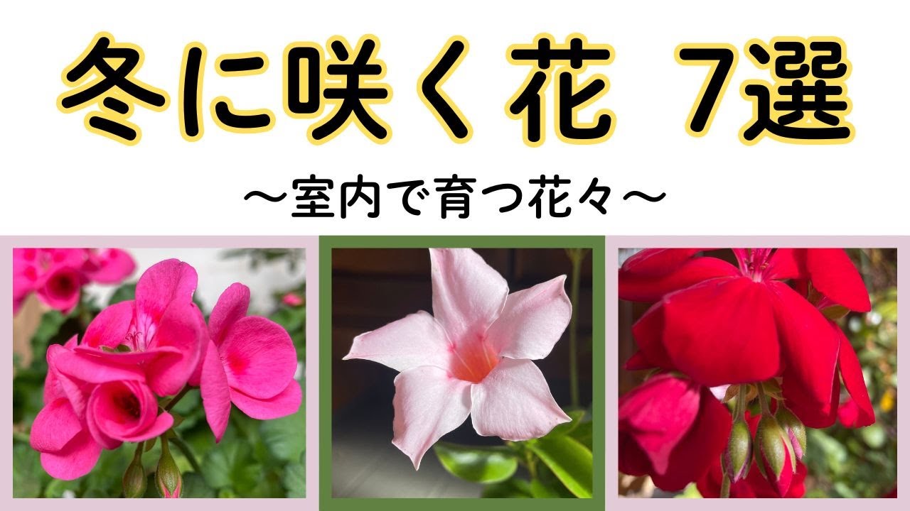 【１月に咲く花】