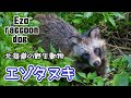 エゾタヌキの3兄弟　春夏◆北海道の野生動物