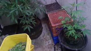 update 9 01 cannabis grow in Missouri