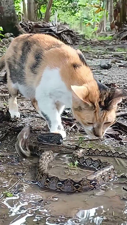 Parah ini kucing! itu muka Ular bukan Wc-umum👀