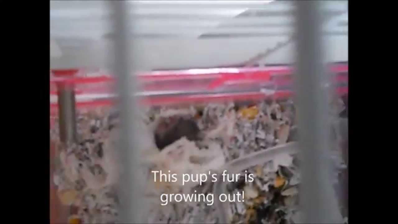 family pet store Winter White hamster 1st batch day 9 and 10