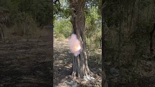 BLASTING SUTALI BOMB EXPERIMENT ONSIDE TREE 💣🔥 #shorts #experiment