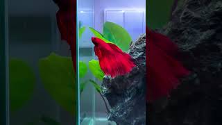 #remix #viral #betta /red bamboo year Betta fish aquarium tank Kurla fish Market
